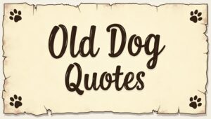 80+ Loving Old Dog Quotes